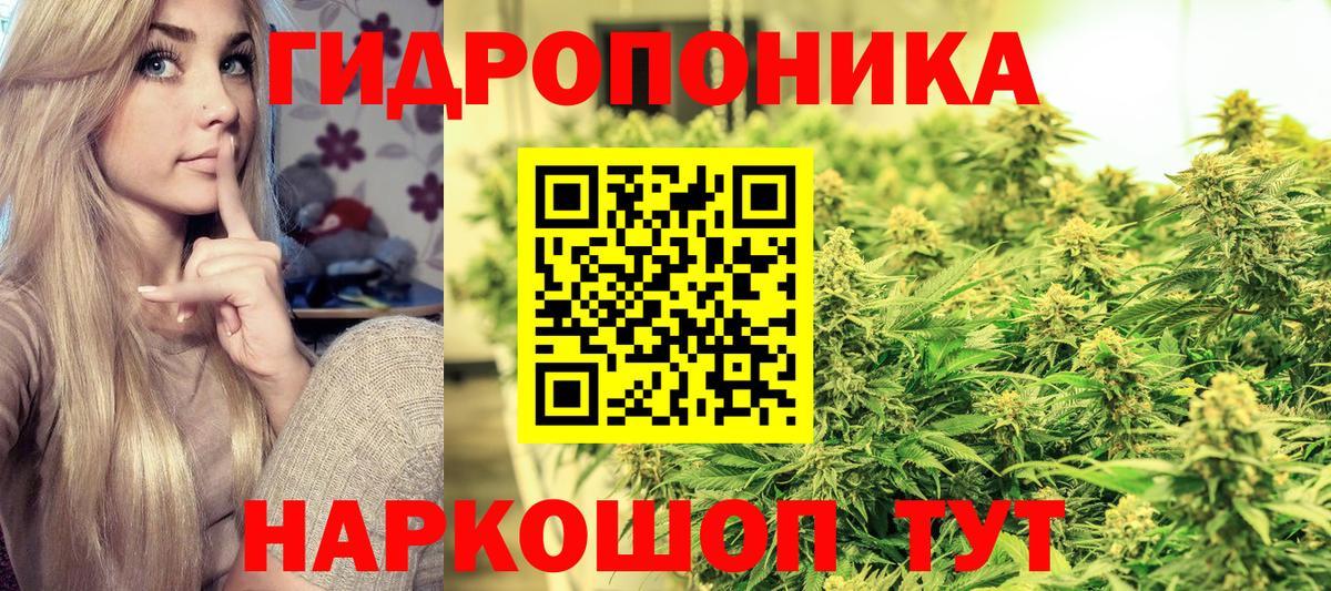 Конопля индика Великий Устюг